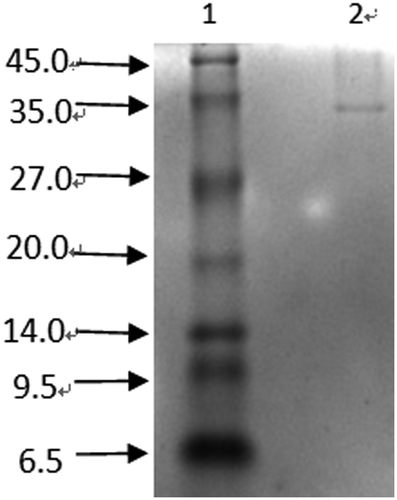 Figure 4. Tricine-SDS-PAGE result of peptide F1-1-3.