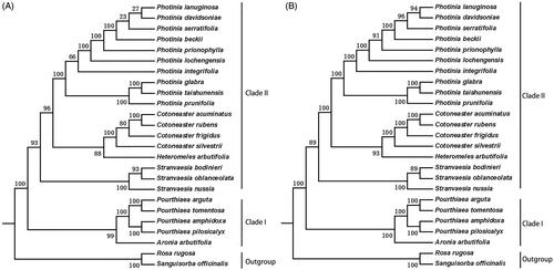 Figure 6. Phylogenetic relationships of species from Photinia and related genera inferred using the Maximum likelihood (ML) method. A. The phylogenetic tree was constructed was constructed using the complete nucleotide sequences of the using the 75 common protein sequences among the 25 cp genomes. B. The phylogenetic tree 25 cp genomes. Two taxa, namely, R. rugosa and S. officinalis, were used as outgroups. Bootstrap values were calculated from 1000 replicates.