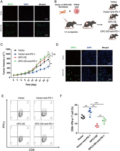 Figure 6. GC with GPC3high CAFs is insensitive to PD-1 blockage therapy in vivo. (A) The mice fibroblasts (L929 cells) after GPC3 overexpression lentivirus transfection. (B) The mice xenograft model construction and divide into four groups. (C) Tumour volume comparison after different treatment in the mice GC xenograft model. (D) Immunofluorescence were used to detect the GPC3 positive CAFs in xenograft tumour tissue. (E,F) The proportion of interferon (IFN)-γ-positive cells of CD8+ T cells in the tumours of different groups (*p < .05; **p < .01, ***p < .001).