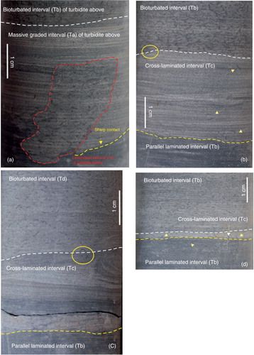 Fig. 4  (a) Transition between successive turbidic Bouma sequences, showing the thick massive (centimetre-thick) graded interval (Ta) of the Bouma sequence above into the upper laminated mud interval (Te) of the Bouma sequence below, as an erosional undulate-shaped body (Case A in Fig. 8). Note scarce, larger Phycosiphon incertum in Ta (interval 3; 226.72 cm). (b), (c) Centimetre-thick (Case B in Fig. 8) and (d) millimetre-thick (Case C in Fig. 8) cross-laminated interval (Tc) of the Bouma sequence registered above the lower laminated interval (Tb), with a slightly erosional undulated surface. Note scarce record of P. incertum (yellow arrows) at interval 2; 226.32 cm, 226.25 cm and 226.14 cm, for (b), (c) and (d), respectively).
