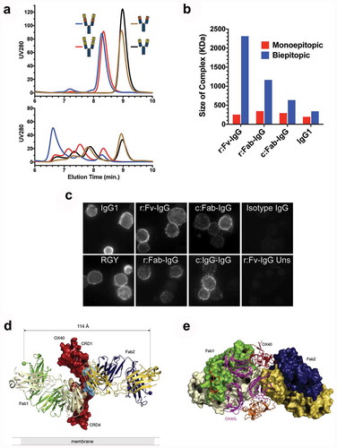 Figure 4. Tetravalent biepitopic targeting promotes higher order immune complexes. (a) SEC chromatograms for native IgG1 Ab1 (black) and Ab2 (brown), r:Fv-IgG biepitopic (blue), and r:Fv-IgG monoepitopic (red) antibodies in the absence (top graph) or presence (bottom graph) of OX40 ECD protein. (b) Size of the largest antibody/OX40 complex calculated by SEC-MALS. Biepitopic IgG1 (right-most blue bar) represents the bivalent biepitopic IgG Ab1/Ab2 illustrated in Figure 1. (c) Immunofluorescence microscopy of anti-CD3 stimulated primary T cells following binding of 6.7 nM anti-OX40 antibodies on ice, fixation, and detection with Cy3-conjugated anti-human antibody. The assay was conducted on ice to prevent internalization or degradation, and thus the data reflect only differential binding and clustering of the antibody formats on the cell surface. Binding specificity was evidenced by lack of signal on stimulated T cells with an isotype IgG control (upper right), and by r:Fv-IgG on unstimulated (OX40-negative) T cells (lower right). IgG1 (upper left) and RGY (lower left) represent Ab1 IgG1 and Ab1 RGY antibodies, respectively. (d and e) Crystallographic structure of ternary complex of OX40 bound by Ab1 and Ab2 Fabs. (d) Crystallographic structure of Ab1 (green/ivory) and Ab2 (navy/gold) Fabs bound to OX40 (red). Spheres mark the C-termini of the heavy chain components where attachment to the hinge region would occur in the context of a full-length IgG, and the distance (114 Å) between those two C-termini is labeled. Epitopes are shaded on the molecular surface in tan (Ab1) and light blue (Ab2). For the presented OX40 orientation the cell membrane would be at the lower side of the image. (e) “Top down” view of the ternary complex with Ab1 and Ab2 Fabs rendered in molecular surface bound to the OX40 ECD in red. The OX40:OX40L trimer (OX40 in orange, OX40L in magenta) derived from PDB 2HEV has been superposed by alignment of the OX40 chain (the aligned 2HEV OX40 is not shown for clarity), indicating extensive steric clash between either of the Fabs and the physiological trimeric OX40L arrangement.