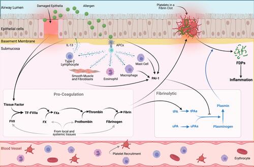 Figure 1 Extrinsic Coagulation Cascade in Response to Allergen Exposure-Induced Airway Damage Allergen exposure and/or tissue damage initiates the extrinsic coagulation pathway in the extravascular compartments of the airway. Downstream activation via antigen presenting cells (APCs) promotes clinical features of asthma pathobiology, including AHR, airway inflammation, and fibrosis. In Type 2-high asthma with comorbid obesity, the pathway becomes imbalanced, favoring pro-coagulation (black) and anti-fibrinolysis (blue). The above figure is used to exemplify the coagulation pathway. Created with BioRender.com.