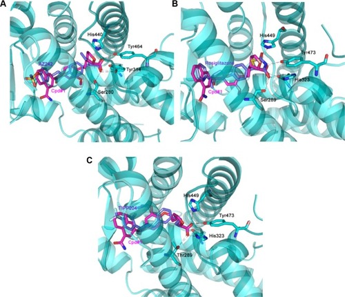 Figure 3 The docking mode of representative Cpd#1 with the active site of peroxisome proliferator-activated receptor (PPAR)α (A), PPARγ (B), and PPARδ (C).