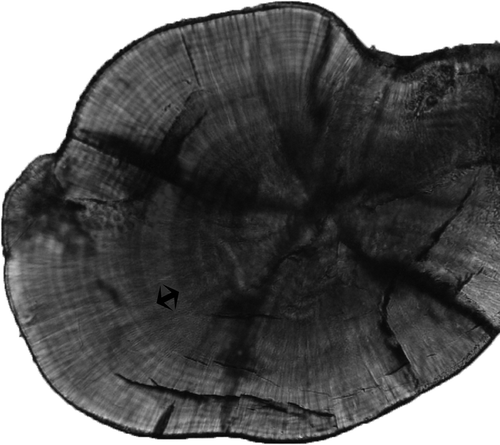 Figure 2. Otolith of juvenile Diplodus sargus sargus. Arrows indicate the settlement mark (image set to highlight settlement mark).