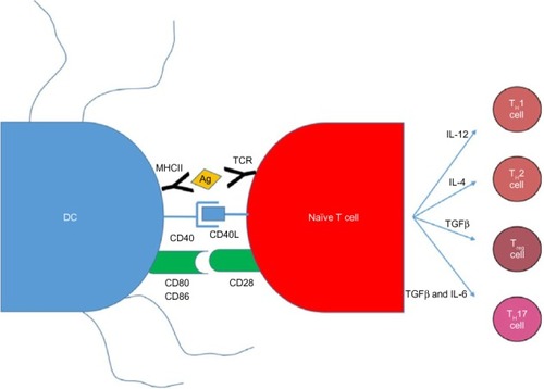 Figure 3 DC and naive T-cell interactions produce an adaptive immune response.