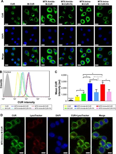 Figure 4 (A) CLSM images, (B) flow cytometry profiles, and (C) mean fluorescence intensity of HeLa cells incubated with free CUR, M-CUR, MTX-Amide-M-CUR (without/with FA pretreatment), or MTX-Imine-M-CUR (without/with FA pretreatment) for 2 h. Error bars indicate SD (n=4). *P<0.05. (D) Subcellular location of MTX-Imine-M-CUR in HeLa cells after incubation for 1 h.Notes: DAPI (false-color blue) and LysoTracker Red (false-color red) were used to identify the nucleus and lysosomes, respectively. Scale bars are 20 µm.Abbreviations: CLSM, confocal laser scanning microscopy; CUR, curcumin; DAPI, 4′,6-diamidino-2-phenylindole dihydrochloride; DSPE-PEG, 1,2-distearoyl-sn-glycero-3-phosphoethanolamine-N-[(polyethylene glycol)-2000]; FA, folic acid; M-CUR, MTX unconjugated DSPE-PEG assembling micellar nanoparticles loaded with CUR; MTX, methotrexate; NA, no answer.