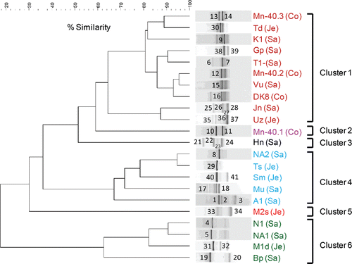 Figure 1. (a) UPGMA cluster analysis of bacterial 16S rRNA gene-based DGGE profiles (30–55% denaturant gradient) of 22 microaerophilic iron-oxidizing enrichments, using Pearson correlation analysis as a measure of similarity. The enrichment ID refers to the location of the drinking water well (see Table 1). Enrichments were assigned to clusters on the basis of >60% similarity. Names of enrichments belonging to a particular cluster received the same color, and this color is used in Figure 1b to indicate the sequences of their excised bands. Numbers refer to the position of excised bands.