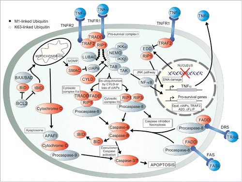 Figure 1. A schematic overview of the intrinsic and extrinsic arms of apoptotic signaling. The extrinsic portion can be activated by ligands binding their cell surface death receptors such as FASL binding FAS, tumor necrosis factor-related apoptosis-inducing ligand (TRAIL) binding death receptor 5 (DR5) or tumor necrosis factor-α (TNFα) binding TNF receptor 1 (TNFR1). FAS-associated death domain protein (FADD) is recruited to the FASL-FAS or TRAIL-DR5 receptor complex as well as to the cytosolic complex IIa for activation of Caspase-8 in the context of FLIP inhibition and loss of cellular inhibitors of apoptosis (cIAPs). TNFR1–associated death domain protein (TRADD), receptor-interacting protein kinase 1 (RIP1) and TNFR2-associated factor-2 (TRAF2) are recruited to TNFα-bound TNFR1 forming the pro-survival complex I as a prerequisite to apoptotic signaling via this death receptor. K-63 and M-1 linked poly-ubiquitination of RIP 1 by cIAPs and LUBAC respectively, antagonised by the second mitochondria-derived activator of caspases (SMAC) and cylandromatosis (CYLD), stabilises complex I formation. This allows binding of the NF-κB essential modifier (NEMO) and transforming growth factor β-activated protein kinase (TAK) binding protein (TAB) to associate with RIP1 via the ubiquitin chains thus activating NF-κB and cell survival signaling. Pro-survival genes such as opa1, c-iaps, traf2, a20 and c-flip are transcribed in the nucleus. Intrinsic signaling requires removal of inhibition by BCL2 proteins as well as the activation of BAX and BAK and truncation of BID to tBID by active Caspase-8 for mitochondrial outer membrane permeabilisation (MOMP). This releases anti-apoptotic molecules such as SMAC and pro-apoptotic molecules, such as Cytochrome c. The apoptosome can then form by activated Caspase-9, apoptotic protease activating factor 1 (APAF1) and Cytochrome c and the 2 signaling arms culminate in executioner Caspase-3 and −7 activation for apoptosis. DNA damage results in autocrine TNFα signaling by activation of the E3 ubiquitin ligase EDD, association with RIP1 and c-Jun N-terminal kinase (JNK) pathway signaling to transcription of TNFα.