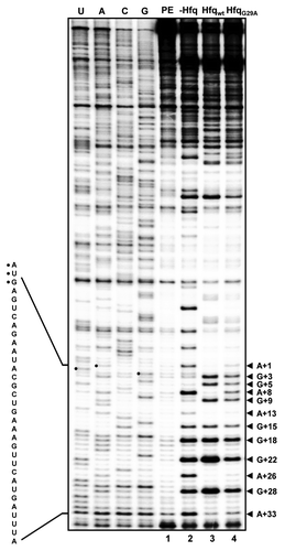 Figure 4. Structural probing of the translation initiation region of rpoS mRNA in complex with DsrA in the absence of Hfq and in the presence of Hfqwt or HfqG29A. First, rpoS mRNA was annealed to DsrA and to the [32P]-5′-end labeled primer. The annealing mix was cooled to 24 °C and divided into three parts followed by incubation for 10 min in the absence and presence of Hfqwt and HfqG29A, respectively. Then RNase T1 was added for 10 min followed by primer extension with AMV reverse transcriptase at 45 °C. The primer extension products were separated on a 8% polyacrylamide-8M urea gel and visualized by a PhosphorImager (Molecular Dynamics). The sequence of the immediate coding region is shown at the left. The start codon is marked by dots. RNase T1 cleavage 3′ of G residues and stop signals of the reverse transcriptase at A residues are indicated at the right. The numbering is given with regard to the A of the start codon (+1). Lane 1, primer extension without RNase T1 digestion. Lane 2–4, structural probing with RNase T1 in the absence of Hfq, in the presence of Hfqwt and in the presence of HfqG29A, respectively. U, A, C, G, sequencing ladder.