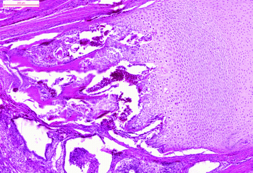 Figure 4.  The area of endochondral ossification (haematoxylin and eosin). Bar = 200 μm.