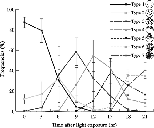 Fig. 62. Frequencies of mature zygotes classified into seven types according to mitochondrial morphology after light exposure. Mitochondrial morphology was determined by fluorescence microscopy. Standard deviations were calculated from three independent observations. 332, 295, 291, 586, 666, 471, 171, 221 cells were counted at 0, 3, 6, 9, 12, 15, 18, 21 h, respectively.