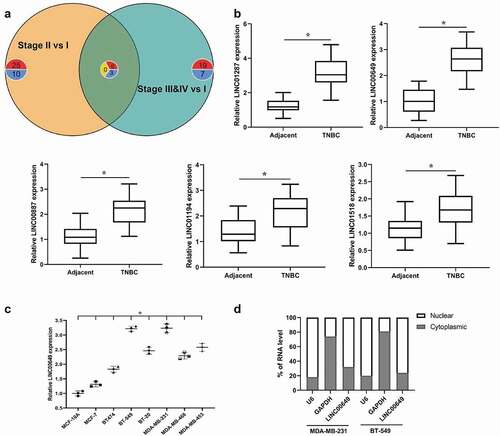 Figure 1. LINC00649 was up-regulated in TNBC and was associated with tumor prognosis (a) Venn plot for DE lncRNAs in Stage II vs. I & Stage “III&IV” vs. I. (b) QRT-PCR was used to detected the mRNA levels of LINC01287, LINC00649, LINC00887, LINC01194 and LINC01518 in the TNBC tissues and para-cancerous normal tissues from 46 TNBC patients. *P < 0.05 vs. Adjacent. (c) QRT-PCR was used to detected LINC00649 level in the MCF-10A, MCF-7, BT474, BT-549, BT-20, MDA-MB-231, MDA-MB-468 and MDA-MB-453 cells. *P < 0.05 vs. MCF-10A. (d) The LINC00649 levels in the nuclear and cytosolic fractions derived from MDA-MB-231 and BT549 cells.