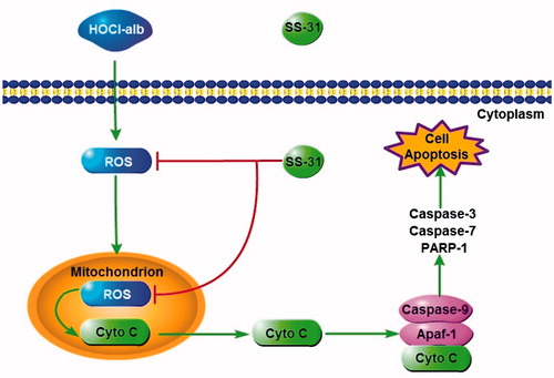 Figure 8. A working model how SS-31 plays a protective role in podocyte by ameliorating podocyte apoptosis through a HOCl-alb-enhanced and mitochondria-dependent signalling pathway.