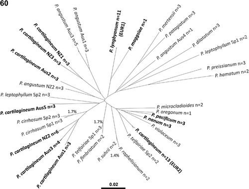 Fig. 60. Neighbour-joining tree for the COI-5P sequence data used in this study (as a visual representation of species diversity and relative divergence, not to be interpreted as a robust phylogenetic analysis). Lineages traditionally considered as Plocamium cartilagineum s.l. are indicated in bold type. ‘n =’ indicates the number of samples that resolved within each genetic species group. For closely related genetic groups the per cent COI-5P divergence is indicated.