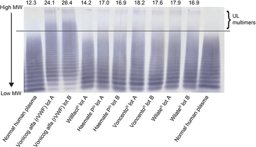 Figure 4 Multimer composition of VWF concentrates: low-resolution (1%) agarose gel electrophoresis. The relative percentage area of UL multimers (percentage area above highest plasma multimers) after separation on agarose gel are shown above each lane. Although normal human plasma and the pdVWF concentrates do not contain UL multimers, densitometry of the separation lanes gives an inherent background of 12.3% UL area for normal human plasma and a range of 14.2–18.2% UL area for the pdVWF concentrates. Vonicog alfa (rVWF) shows UL multimers clearly above background.