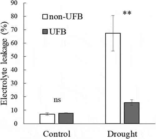 Figure 1. Electrolyte leakage of coffee leaf disks in experiment 4. Data are means of four plant samples in each treatment. Vertical bars indicate standard errors (n = 4). Note:** indicates significance at 1% probability, ‘ns’ indicates non-significance. Student’s t-test was performed for the comparison between non-UFB and UFB.