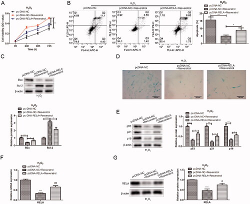 Figure 4. Overexpression of RELA weakens the effect of resveratrol in the treatment of premature senescence. (A) CCK-8 and (B) flow cytometry were used to detect BMMSCs proliferation activity and apoptosis rate induced by H2O2 in groups pc-NC, pc-NC + resveratrol and pc-RELA + resveratrol; (C) the expression of apoptosis-related proteins (Bax and Bcl-2) was detected by western blot; (D) β-galactosidase staining assay was performed to determine the senescence of BMMSCs; (E) the expression of senescence-related proteins (p53 p21 and p16) was detected by western blot; (F) the mRNA expression of RELA was detected by qRT-PCR; (G) the expression of RELA was detected by western blot. *p < 0.05, **p < 0.01, ***p < 0.001 versus another group.