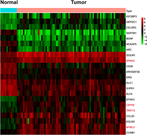 Figure 4 The heat map of the top 20 DETGs and 4 hub genes. The four hub genes (KPNA2, CEP55, TRIP13, MYBL2) were marked in red. CEP55 and MYBL2 are not only in the top 20 genes but also hub genes.