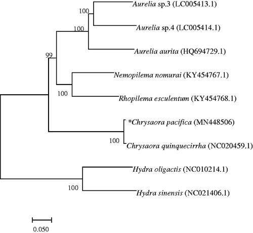 Figure 1. Phylogenetic relationship revealed by NJ tree.