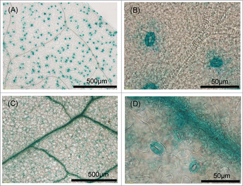 Figure 6. Histochemical localization of GUS activity in transgenic plants. (A, B) GUS staining in the leaves of Col-0 transformants carrying of pSLAC1-Col::GUS was specifically observed in guard cells. (C, D) GUS staining in the leaves of Ws-2 transformants carrying pSLAC1-Ws::GUS was detected in guard cells and predominantly in leaf veins.