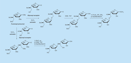 Figure 2.  Synthesis of disaccharides present in fungal galactomannans.DSB: Disiamylborane; THF: Tetrahydrofuran.