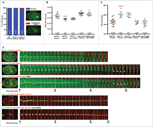 Figure 4. SEP-1PD::GFP causes cytokinesis defects. (A) Percentage of embryos displaying normal cell division (blue) and cytokinesis failure (red) during first mitotic division in N2 wild type, SEP-1WT::GFP or homozygous SEP-1PD::GFP. Right panels show examples scored as normal or cytokinesis failure. (B) Quantification of the furrow ingression rate in different genotypes. Depletion of SCC-1 in SEP-1PD::GFP embryos does not rescue the slower furrow ingression (p = 0.29 (t-test), n = number of embryos imaged). (C) Quantification of the furrow ingression time in different conditions as indicated (n = number of embryos imaged). (D) Kymograph of the furrow region shows PH::mCherry (red) in SEP-1WT::GFP, homozygous SEP-1PD::GFP, SEP-1PD::GFP; scc-1(RNAi) (time in seconds indicated below), or AIR-2::GFP (green) expressing PH::mCherry (red) and H2B::mCherry (red) with and without top-2 (RNAi) during cytokinesis. Distance between separating sister chromatids at similar times after anaphase onset is indicated by brackets, furrow SEP-1PD::GFP signal is indicated by arrowheads. Cohesin depletion rescues chromosome segregation, but not furrowing. The lower kymograph of an embryo treated with top-2 (RNAi) has chromatin in the path of the furrow without any change in furrow ingression. Scale Bars, 10 μm. Error bars indicated standard deviation of the mean. Each kymograph image is 6 seconds apart. P-values: *** = <0.001; **** = <0.0001 (t-test).