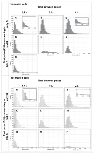 Figure 4. Histograms of distances between replication foci active 0.5, 2 or 4 h apart (EdU – the first pulse, BrdU – the second pulse), in the 3 subphases of replication in cells under optimal growth conditions (A–G), and in cells under stress conditions (i.e., – EdU prior to stress, BrdU – under stress) (H–P).
