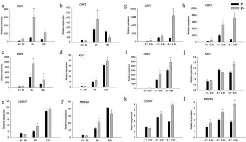 Figure 6. Relative mRNA levels of CBF and COR genes under cold stress and post-thaw recovery period. The values for non-inoculated wild-type (Col) plants was set to 1.00, and the values of the colonized plants expressed relative to them. Post-thaw recovery period (a – f), gradient cooling (g – l). Data are means of three independent experiments ± SD. Asterisks indicate significant differences compared with the non-inoculated plants (*P < .05, **P < .01, t-test). Black (white) bars: P. indica-(un-)colonized plants.