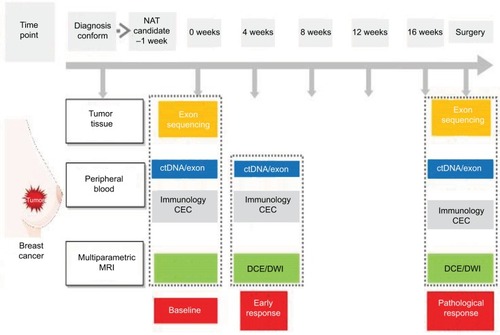 Figure 1 The schematic representation of a clinical trial merging biomarkers from tumor, blood, and imaging.Note: This clinical trial (NCT03242551), ie, BINC-B, aims to use a combination of multiple biomarkers to improve their ability to predict the response to neoadjuvant chemotherapy of patients with early-stage breast cancer.Abbreviations: BINC-B, Biomarkers Investigating Neoadjuvant Chemotherapy for Breast cancer; CEC, circulating endothelial cell; ctDNA, circulating tumor DNA; DCE, dynamic contrast enhanced; DWI, diffusion-weighted imaging; MRI, magnetic resonance imaging; NAT, neoadjuvant therapy.