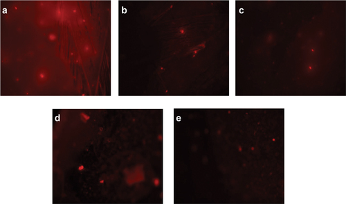 Figure 4. Visual DNA damage human lymphocytes treated with different concentrations of aqueous extract of A. roseum. (a) 16 mg/ml: (b) 8 mg/ml: (c) 4 mg/ml: (d) 0.061 mg/ml and (e) 0.03 mg/ml.