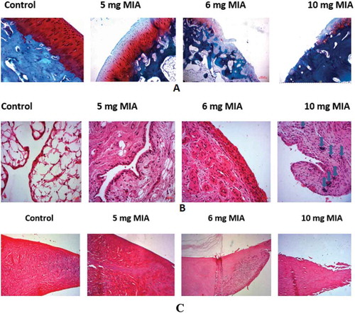 Figure 4. Osteoarthritis induced by MIA: (a) cartilage (b) synovium (c) menisci: microscopic appearance of cartilage