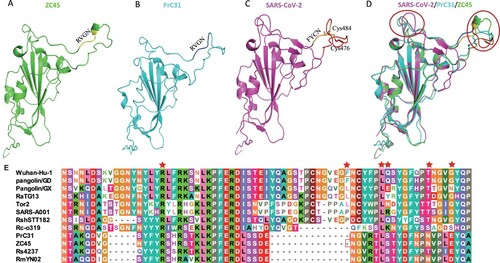 Figure 1. Homology modelling structures and Characterization of Receptor binding domain (RBD) of PrC31 and representative Beta-CoVs. (A-D) Homology modelling structures of PrC31 and representative Beta-CoVs. The three-dimensional structures of PrC31, ZC45 and SARS-CoV-2 RBDs were modelled using the Swiss-Model programme, using the SARS-CoV-2 RBD structure (PDB: 7a91.1) as a template. The two deletion loops in PrC31 and ZC45 are marked with a circle. (E) Characterization of the RBDs of PrC31 and representative beta-CoVs. The six critial amino acid residues for ACE2 interaction were marked using red star.