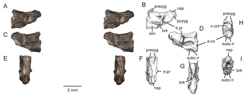 Figure 21. Caudal vertebra of the holotype specimen (USNM PAL 722041) of Opisthiamimus gregori gen. et sp. nov. A, extended depth of field (EDF) stereophotopair in left lateral view; B, interpretive camera lucida drawing of A; C, EDF stereophotopair in right lateral view; D, interpretive camera lucida drawing of C; E, EDF stereophotopair in dorsal view; F, interpretive camera lucida drawing of E; G–I, interpretive camera lucida drawings in G, ventral, H, anterior and I, posterior views. Abbreviations: a.co, anterior cotyle; brk, break; cen, centrum; n.cnl, neural canal; nsp, neural spine; p.co, posterior cotyle; pozyg, postzygapophysis; prezyg, prezygapophysis; subc.ri, subcentral ridge; tr.pr, transverse process.