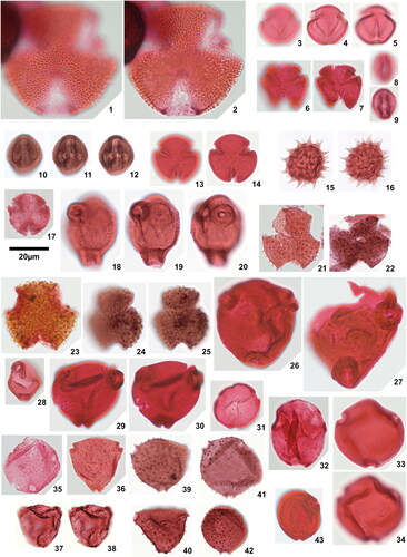 Plate 7. 1. Tricolporites ‘reticulomargites’, Ozuitem 6.1 (H36), high focal plane, 2. Tricolporites ‘reticulomargites’, Ozuitem 6.1 (H36), low focal plane, 3. Tricolporites sp. 1, Ameke 1.1 (T51,4), high focal plane showing reticulum, 4. Tricolporites sp. 1, Ameke 1.1 (T51,4), mid focal plane, 5. Tricolporites sp. 1, Ameke 1.1 (T51,4), low focal plane showing pore, 6. Tricolporites sp. 2, Ozuitem 3.1 (S38,2), high focal plane, 7. Tricolporites sp. 2, Ozuitem 3.1 (S38,2), mid focal plane, 8. Tricolporites sp. 3, Ameke 1.1 (S52,4), high focal plane showing reticulum, 9. Tricolporites sp. 3, Ameke 1.1 (S52,4), mid focal plane, 10. Tricolporites sp. 4, Okigwe B2.1 (M60,1), high focal plane, 11. Tricolporites sp. 4, Okigwe B2.1 (M60,1), mid focal plane, 12. Tricolporites sp. 4, Okigwe B2.1 (M60,1), low focal plane, 13. Tricolporites sp. 5, Ozuitem 3.1 (U56,1), high focal plane, 14. Tricolporites sp. 5, Ozuitem 3.1 (U56,1), low focal plane, 15. Tricolporites sp. 6 Okigwe B4.1 (O54), mid focal plane, 16. Tricolporites sp. 6 Okigwe B4.1 (O54), high focal plane, 17. Tricolporites? sp., Ozuitem 6.1 (V48), 18. Casuarinidites foveolatus sp. nov., Ameke 11.1 (N52,1), holotype, high focal plane, 19. Casuarinidites foveolatus sp. nov., Ameke 11.1 (N52,1), holotype, details of pore, 20. Casuarinidites foveolatus sp. nov., Ameke 11.1 (N52,1), holotype, details of pore band, 21. Clavatriporites dispersiclavatus sp. nov., Okigwe A7.1 (O63,4), holotype, 22. Clavatriporites dispersiclavatus sp. nov., Okigwe B1.1 (K48,4), paratype, 23. Clavatriporites spicatus sp. nov., Okigwe B6.1 (S47,4), holotype, 24. Clavatriporites spicatus sp. nov., Okigwe B6.1 (S47,4), paratype, high focal plane, 25. Clavatriporites spicatus sp. nov., Okigwe B6.1 (S47,4), paratype, low focal plane, 26. Corsinipollenites psilatus Jaramillo & Dilcher Citation2001, Ozuitem 3.1 (S52), 27. Corsinipollenites undulatus (González Guzmán Citation1967) Jaramillo & Dilcher Citation2001, Ameke 11.1 (Q45,4), 28. Corsinipollenites cf. psilatus Jaramillo & Dilcher Citation2001, Ameke 1.1 (O61,1), 29. Corsinipollenites ‘striatus’, Ozuitem 3.1 (X58,2), high focal plane, 30. Corsinipollenites ‘striatus’, Ozuitem 3.1 (X58,2), low focal plane, 31. Cricotriporites fragilis van Hoeken-Klinkenberg Citation1966, Amaogugu 1.1 (J51), 32. Cricotriporites macroporus Jaramillo & Dilcher Citation2001, Amaogugu 1.1 (V35,2), 33. Cricotriporites cf. macroporus Jaramillo & Dilcher Citation2001, Okigwe B4.1 (K58), 34. Cricotriporites cf. macroporus Jaramillo & Dilcher Citation2001, Okigwe B4.1 (K58), details of rugulae, 35. Cricotriporites aff. minutiporus (Muller Citation1968) Jaramillo & Dilcher Citation2001, Amaogugu 1.1 (F34,4), 36. Echitriporites suescae (Van der Hammen Citation1954) Cárdenas, de La Parra & Espinoza-Campuzano Citation2019, Okigwe B2.1 (T32), 37. Echitriporites suescae (Van der Hammen Citation1954) Cárdenas, de La Parra & Espinoza-Campuzano Citation2019, Okigwe B2.1 (M38,3), high focal plane, 38. Echitriporites suescae (Van der Hammen Citation1954) Cárdenas, de La Parra & Espinoza-Campuzano Citation2019, Okigwe B2.1 (M38,3), low focal plane, 39. Echitriporites trianguliformis van Hoeken-Klinkenberg Citation1964, Okigwe B2.1 (T41), 40. Echitriporites trianguliformis van Hoeken-Klinkenberg Citation1964, Okigwe B2.1 (N50), 41. Echitriporites trianguliformis var. orbicularis Jaramillo & Dilcher Citation2001, Okigwe B2.1 (P48,3), 42. Echitriporites trianguliformis var. orbicularis Jaramillo & Dilcher Citation2001, Okigwe B2.1 (Q33,2), 43. Momipites cf. africanus van Hoeken-Klinkenberg Citation1966, Ozuitem 3.1 (V51,2).