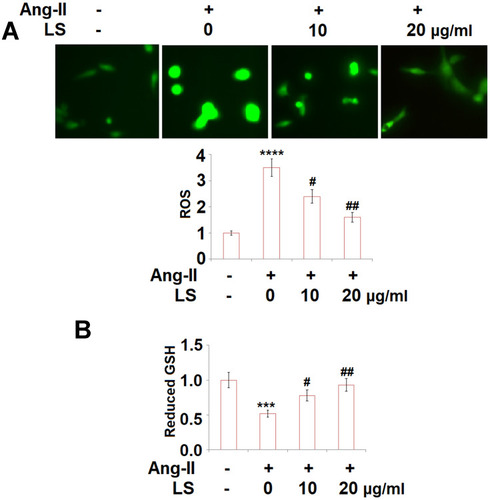 Figure 3 Loxoprofen sodium prevented Ang-II-induced oxidative stress in human umbilical vein endothelial cells (HUVECs). (A) Production of ROS (N=3); (B) the levels of reduced GSH (***, ****, P<0.001, 0.0001 vs vehicle group; #, ##, P<0.05, 0. 01 vs Ang-II treatment group, N=3).