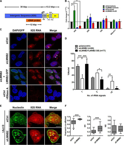 FIG 7 Lamin B2 depletion upregulates expression levels of nucleolar transcripts. (A) Schematic representation of the rDNA encoding the ∼13.3-kbp 45S rRNA and ∼30-kbp intergenic sequence. The primer pairs used for qRT-PCR (half arrows) and the ∼12-kbp probe for RNA-FISH are indicated. (B) qRT-PCR shows a significant increase in 45S transcript levels upon lamin B2 depletion. Act D treatment significantly reduces expression levels of the 45S rRNA transcript in both control and lamin B2-depleted cells. Lamin B2 depletion does not show a significant change in the levels of 28S and 18S transcripts (number of independent biological replicates [N] = 3). MALAT1 expression levels are not altered upon lamin B2 depletion and serve as a negative control (N = 3; *, P < 0.05; **, P < 0.01; ***, P < 0.001 [by Student's t test]). (C) RNA-FISH labels intergenic sequence (IGS) RNA in the nucleolus. Lamin B2-depleted cells show amplification of IGS RNA (siLMNB2 panel, arrowhead). Overexpression of siRNA-resistant lamin B2-GFP in lamin B2-depleted cells (siLMNB2+LMNB2-GFP) restores the number of IGS RNA-FISH signals. The absence of RNA signals in cells upon RNase A treatment shows specificity of IGS RNA-FISH foci. Scale bars, ∼5 μm. (D) Quantification of RNA-FISH foci shows a significant increase (>2 foci) upon lamin B2 depletion, while overexpression of lamin B2 restores IGS transcripts to a single focus. Error bars, SD. (*, P < 0.05; **, P < 0.01; ***, P < 0.001 [by Fisher's exact test of proportions]) (N = 3, n, number of nuclei). (E) Immuno-RNA-FISH shows colocalization of nucleolin speckles with IGS transcripts in control or lamin B2-depleted cells treated with Act D (arrowhead). (F) Increased colocalization of IGS transcripts with nucleolin in the nucleoplasm upon lamin B2 knockdown (Pearson colocalization index median values: control, 0.7; siLMNB2, 0.88). Manders coefficient (M1), overlap of IGS RNA with nucleolin (median values; control, 0.19; siLMNB2, 0.38). Manders coefficient (M2), overlap of nucleolin with IGS RNA (median values: control, 0.2; siLMNB2, 0.31 [not significant]). Whiskers, Tukey (***, P < 0.001 by Mann-Whitney test) (N = 3; siCtrl, 28 nuclei; siLMNB2, 32 nuclei).