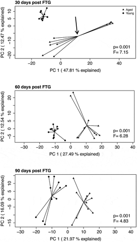 Figure 2. Principal component analyses (PCAs) of the Aitchison distance, a measure of beta diversity, in mice with young and aged microbiomes at 30, 60, and 90 d after the initial fecal transplant gavage. PERMANOVA F statistics and P value is within each plot. The aged group at 30 d (top panel, depicted by arrow pointing to the group centroid) has data points that cluster into two groups. This clustering is discussed in the manuscript