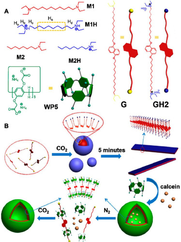 Figure 4 (A) Chemical structures and cartoon representations of WP5, and guest molecules G and GH2; (B) Cartoon representation of the self-assembly of GH2, (WP5)2⊃GH2, and the controlled behavior.Notes: Reprinted with permission from Zhou YJ, Li ER, Zhao R, Jie KC. CO2-enhanced bola-type supramolecular amphiphile constructed from pillar[5]arene-based host−guest recognition. Org Lett. 2018;20:4888–4892.Citation77; Copyright 2018, American Chemical Society.