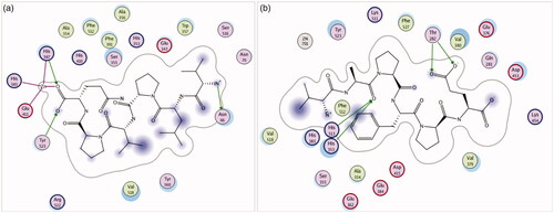 Figure 6. The 2D simulated structures of peptides (a) P1 and (b) P2 binding with ACE (PDB:1O8A). The circles, lines and green dashed lines stand for the ACE residues, the inhibitor peptide and the hydrogen bonds, respectively.