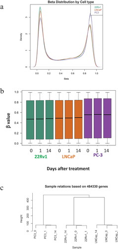 Figure 1. Methylation profiles of LNCaP, 22Rv1 and PC-3 cell lines before and after radiotherapy. Prostate cancer cell lines were exposed to 2 Gy radiation and DNA was extracted at 0, 1 and 14 d. DNA methylation was profiled using the Illumina Infinium HM450K platform. (a) Density distribution of β values for the LNCaP, 22Rv1 and PC-3 cell lines. (b) β value distribution for the three cell lines and time-points. (c) Sample relatedness ranked according to methylation status across the cell lines and time-points.