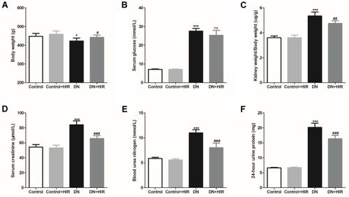 Figure 1 Effect of HIR on kidney biochemical markers in DN rats. (A–F) Body weight (A), serum glucose (B), kidney weight/body weight (C), serum creatinine (D), blood urea nitrogen (E), and 24-hour urine protein (F) were measured and compared in different group. Seven rats per group. *Indicates P < 0.05 and ***indicates P < 0.001 vs control group; ns indicates no significance, #indicates P < 0.05, ##indicates P < 0.01 and ###indicates P < 0.001 vs DN group.