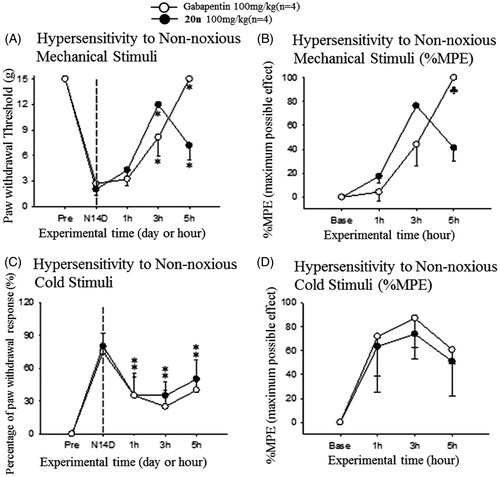 Figure 4. Analgesic effects to reduce hypersensitivity to non-noxious mechanical stimuli (A and B) and cold stimuli (C and D) after oral administration of gabapentin (○, 100 mg/kg, n = 4) and 20n (•, 100 mg/kg, n = 4) to the SNL model. Experimental time expressed as D for days after neuropathic injury (N) and h for hours after gabapentin or 20n administration, *p < .05 (gabapentin), *p < .05 (20n) versus pre-administration value (paired t-test), ♣p < .05 gabapentin versus 20n (unpaired t-test).