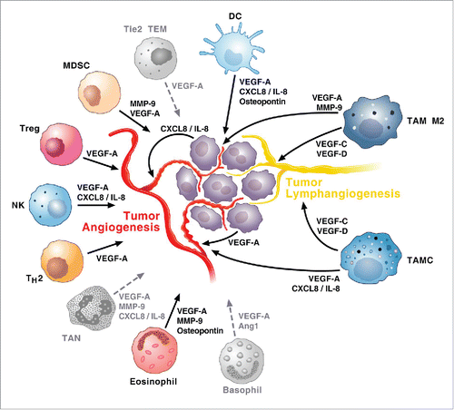 Figure 1. Hypothetical diagram depicting immune orchestration of tumor angiogenesis and lymphangiogenesis in TC. Immune cells infiltrating TCs can play two complementary roles at the same time. On one hand, several immune cells can modulate angiogenesis thus favoring tumor growth. On the other hand, TAMs and TAMCs, can play a dual role modulating not only angiogenesis but also lymphangiogenesis thus contributing to the formation of metastasis. The role of Tie2+ TEM, TAN and basophils (gray) in angiogenesis/lymphangiogenesis has been demonstrated in several human cancers and in chronic inflammatory disorders, but not yet in human TCs.