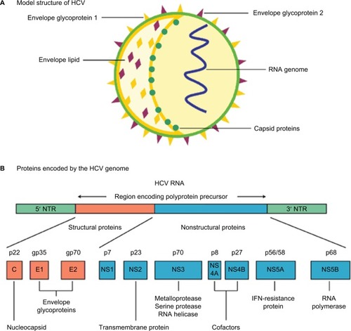 Figure 1 HCV: model structure and genome organization.
