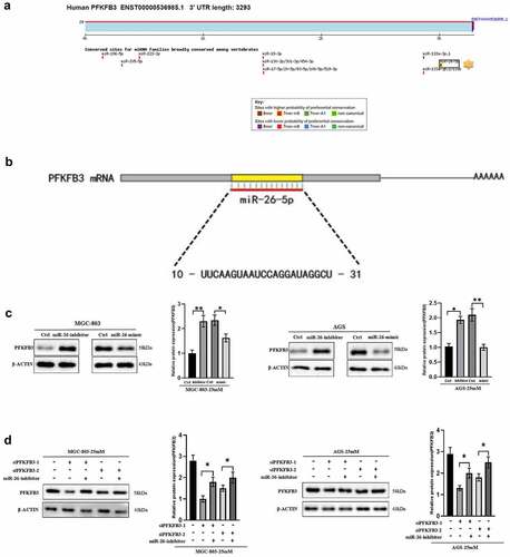 Figure 4. Hyperglycemia upregulated PFKFB3 expression by miR-26-5p downregulation. (a) Targetscan was used to explore the possible upstream regulators of PFKFB3(http://www.targetscan.org/vert_72/); (b) The sequence of miR-26-5p was illustrated; (c) miR-26-mimic and miR-26-inhibitor were used to explore the effects of miR-26 on PFKFB3 expression with Western blot; (d) Rescue experiment was conducted to further verify the role of miR-26 on PFKFB3 expression. *P < 0.05, **P < 0.01, ***P < 0.001