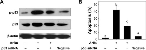 Figure 5 Downregulation of p53 by siRNA transfection (A) and the effects on cell apoptosis induced by ArBu (4 μM, 24 hours) as examined by PI flow cytometric analysis (B).