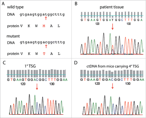 Figure 2. Detection of MET mutation by direct sequencing of tumor tissue DNA and plasma ctDNA. The same point mutation [T-3997C(M1268T)] in the MET kinase domain (A) was detected in patient tumor tissue (B), 1° (first generation) subrenal TSG (C) and ctDNA from mice carrying 4° (fourth generation) subrenal TSGs (D).