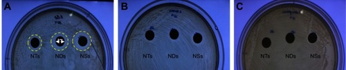 Figure 4 Inhibition zone around Ag NPs with different shapes impregnated into paper disk: (A) E. coli, (B) S. aureus, (C) P. aeruginosa.Abbreviation: Ag NPs, silver nanoparticles; NDs, disk shape; NSs, sphere shape; NTs, triangular plate shape.