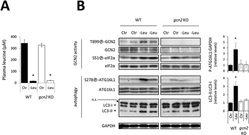 Figure 3. GCN2 activity is required to upregulate autophagy in response to leucine deficiency in mouse liver. After overnight fasting, WT and gcn2 KO mice were fed the Ctr or -Leu experimental diet for 1 h. (A) Plasma leucine concentrations. Bar values are mean ± SEM (*, p < 0.05 relative to the Ctr for the same genotype, Student’s t-test; n=3). (B) Representative immunoblots of liver total protein extracts and relative quantifications of LC3-II to LC3-I and P-[S278]-ATG16L1 to GAPDH are given (6 mice per group from two independent experiments). Bar values are mean ± SEM (*, p < 0.05 relative to the Ctr for the same genotype, Student’s t-test). It is noticeable that the batch of anti-LC3B antibody used here detected a non-specific protein (n.s.) above LC3-I signal.