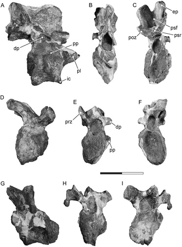 FIGURE 3. Tanius sinensis holotype cervical vertebrae. Axis (PMU 24720/2) in A, lateral, B, anterior, and C, posterior view. Cervical 3 (PMU 24720/3) in D, lateral, E, anterior, and F, posterior view. Cervical 4 (PMU 24720/4) in G, lateral, H, anterior, and I, posterior view. Scale bar equals 100 mm. Abbreviations: dp, diapophysis; ep, epipophysis; ic, intercentrum; pl, pleurocentrum; poz, postzygapophysis; pp, parapophysis; prz, prezygapophysis; psf, post-spinal fossa; psr, post-spinal ridge.